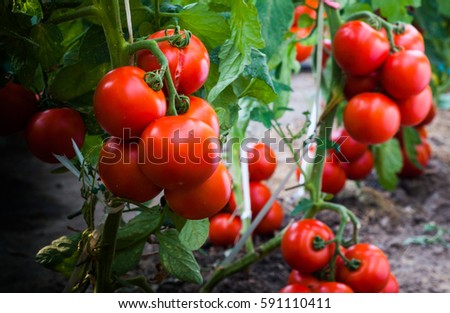 Similar – Foto Bild Tomatenpflanze