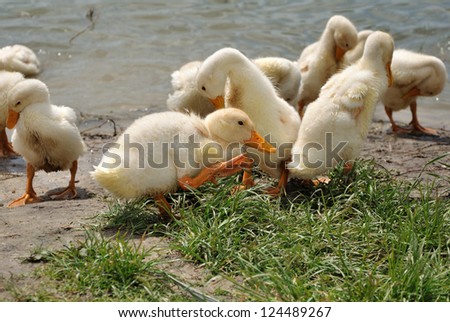 Flock of domestic ducklings brushing themselves after water