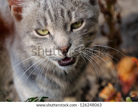 Portreit of grey cat meowing