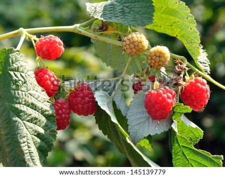 Raspberry on a bush growing