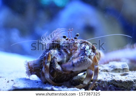 Diogenes-crab with big eyes in aquarium with blue water