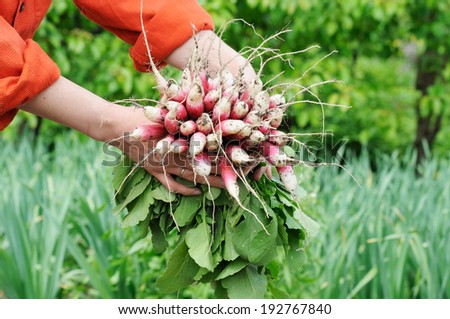 two woman hands hold a bunch of long red radishes with white tips