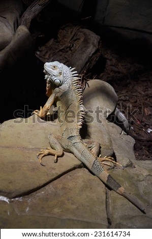 Left rear view of green iguana on a stone