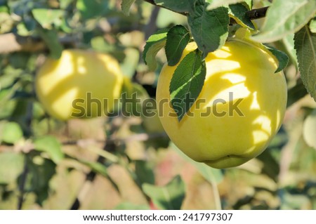 Yellow apple on the tree and sunbeam on it