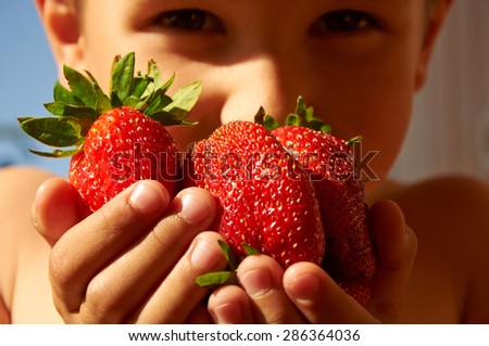 Several huge red ripe strawberries in boy\'s hands