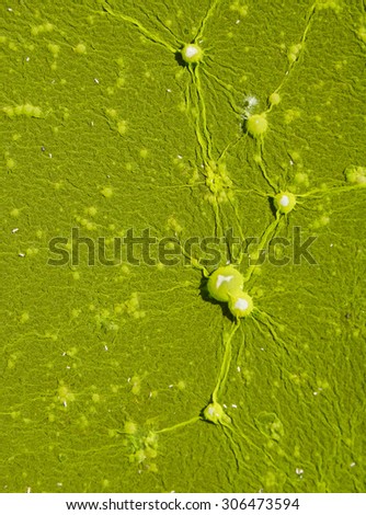 Green nature abstract background looking like alien relief