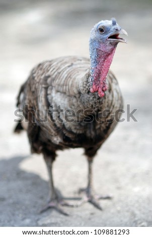 Turkey hen standing on ground