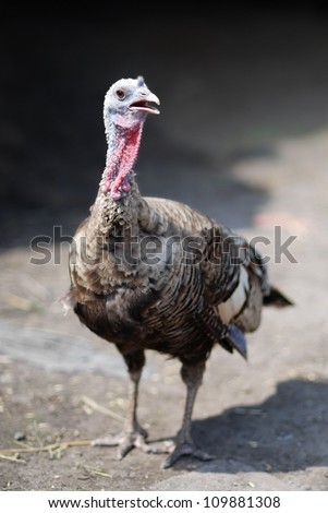 Turkey hen standing on ground