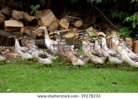 Ducks walking down poultry yard