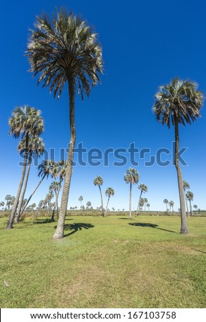 Yatay Palms (Syagrus Yatay) on El Palmar National Park, one of Argentina\'s national parks, located on the center-west of the province of Entre Rios, between the cities of Colon and Concordia.