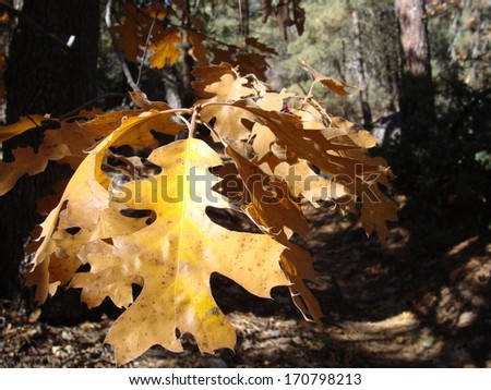 Beautiful fall oak leaf on trail on a hike in southern California mountains
