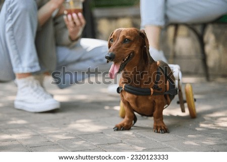 Similar – Image, Stock Photo Disabled dachshund in a wheelchair running outdoors