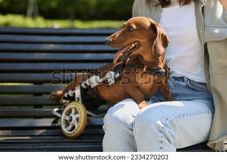 Similar – Image, Stock Photo Disabled dachshund in a wheelchair running outdoors