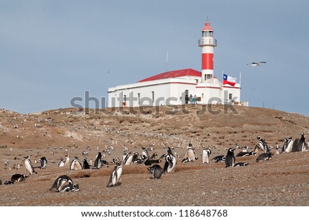 Similar – Image, Stock Photo Magellanic penguin on Isla Magdalena in the Strait of Magellan