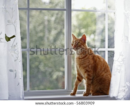 Red cat in front of the window