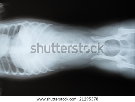 Female Dog X-Ray, Top view