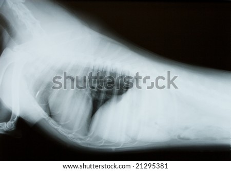 Female Dog X-Ray, Side view