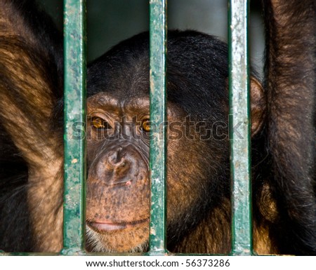 A very sad chimp looking through the bars of his cage