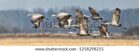 Similar – Image, Stock Photo a bird takes off from the sandy beach