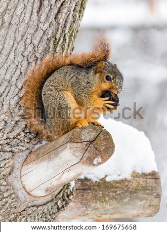 A fox squirrel works at opening a nut while perched on a tree branch and surrounded by winter snow. Photographed in central Indiana, USA.