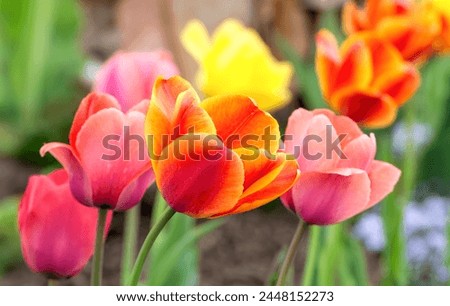 Similar – Foto Bild Tulpe orange Pflanze