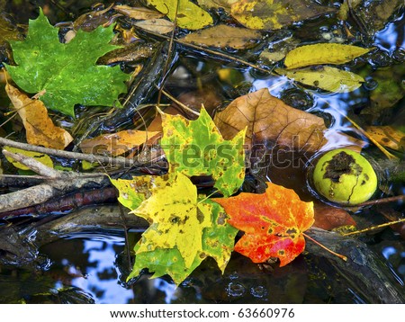 Colorful fall leaves, a walnut, and sticks in a puddle reflecting a deep blue sky