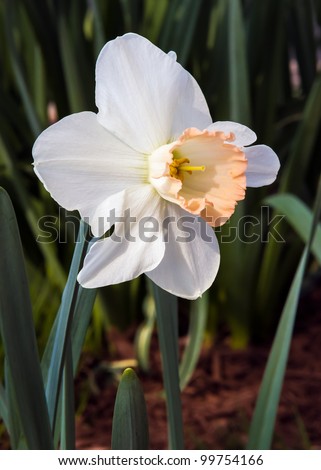 Bi-Color Spring Daffodil With White Petals And A Peach Color Center ...