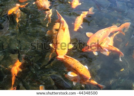 japanese carp in the pond