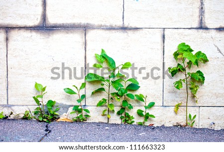 Green plants growing trough asphalt