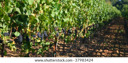 Pinot Noir grapes on the vine right before they are harvested in the Willamette Valley of Oregon