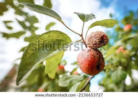 Rotten apple on branch. Spoiled crop of apples. Fruits infected by apple monilia fructigena. Farming, agriculture, remedy for trees diseases concept ストックフォト © 