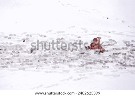 Similar – Image, Stock Photo Snowed in are paths, streams, bridges and forests. A pack of deer is looking for food and water.