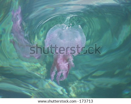 jelly fish at play in the med.