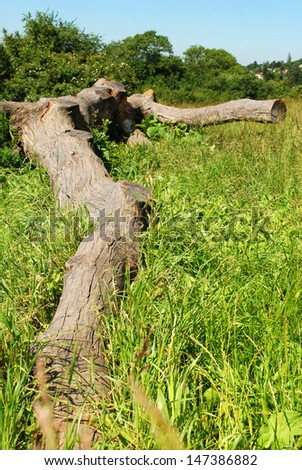 Knobby tree log A knobby tree log is lying in a meadow.