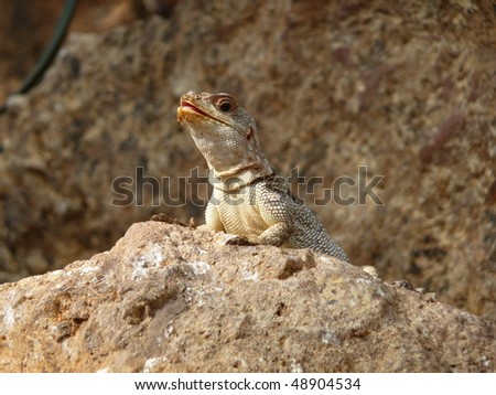 a nosy Lizard on the stone