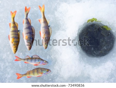 perch fish group on blue ice. Winter leisure theme