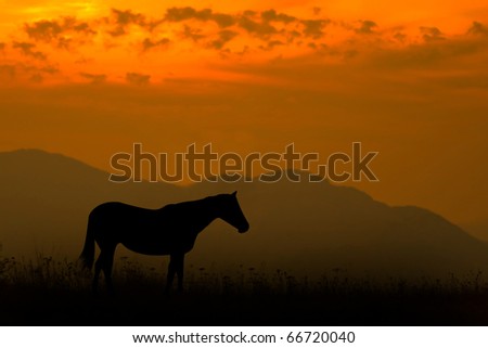 silhouette of a horse in a sunset landscape