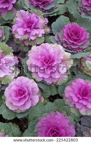 Background of purple decorative ornamental cabbage roses