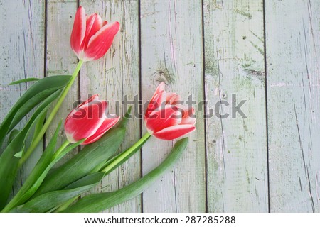 Red tulips on a painted textured wooden background with space for text
