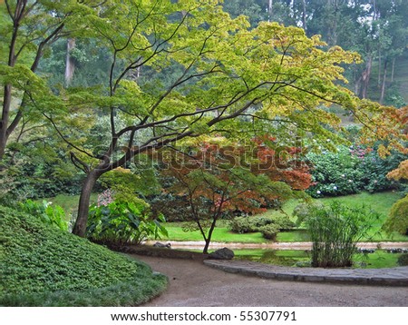 JAPANESE MAPLE TREES IN BEAUTIFUL PARK