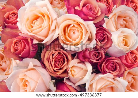 Similar – Image, Stock Photo Orange and Pink flowers in garden