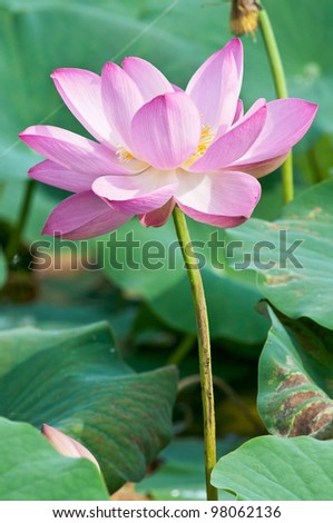 Komarov lotus relict Tertiary species. According to Hinduism the lotus is the foremost symbol of beauty prosperity and fertility