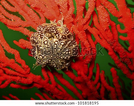 Basket star - Specie of ocean creature related to starfish