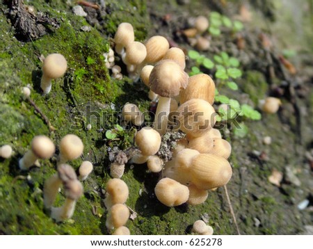 mushroom wood autumn summer stub