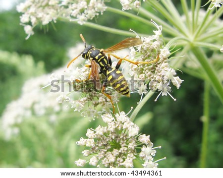 yellow and black wasp on white background