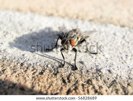 fly closeup