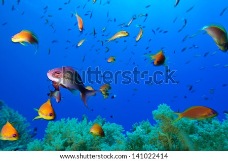 Scene   Soft corals and reef fishes of Zabargad Island Red Sea Egypt