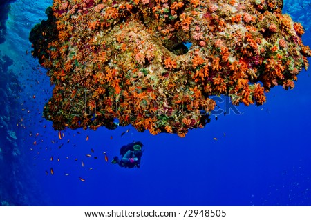 Woman scuba diver exploring reefs - a series of UNDERWATER IMAGES.