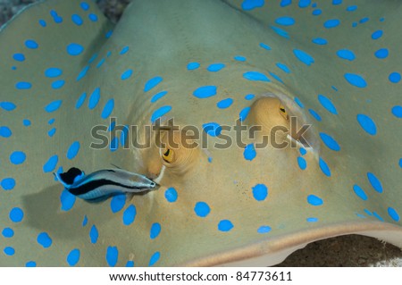 Symbiotic cleaner wrasse cleaning blue spotted stingray.