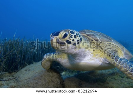 Endangered green turtle (Chelonia mydas) resting on sea grass bed.